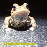 /home//u458753944/public_html/sourcegallery//Roxborough Toad Detour/2013-2019/2018/2018-04-28/P4280006.JPG